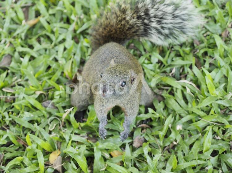 こちらを見上げるタイワンリス