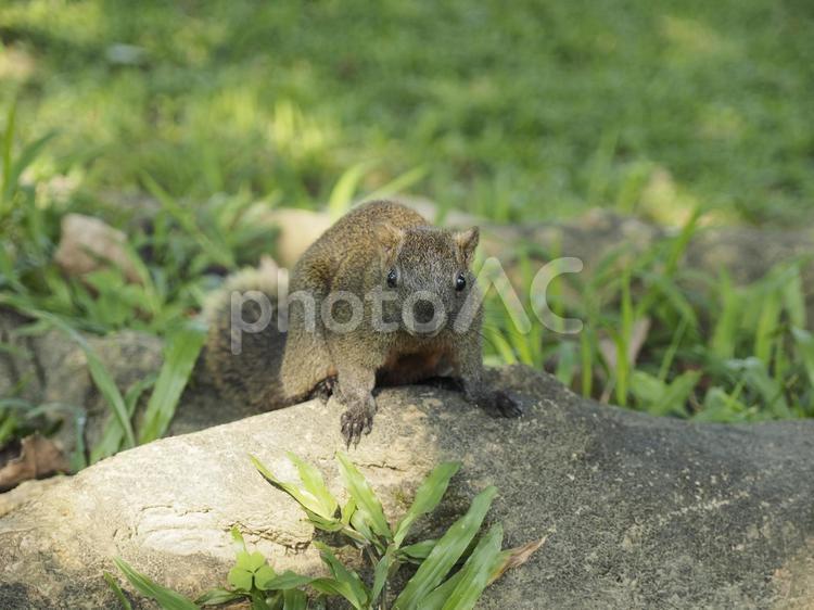 こちらに気づいたタイワンリス