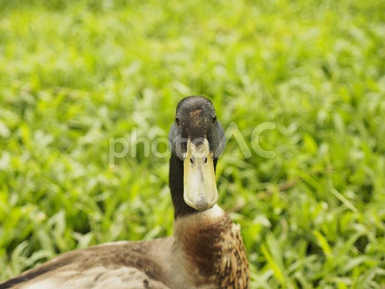 こちらを見るマガモ（中国語名,綠頭鴨、台湾で撮影）