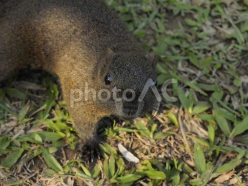 こちらを見上げるタイワンリスのアップ