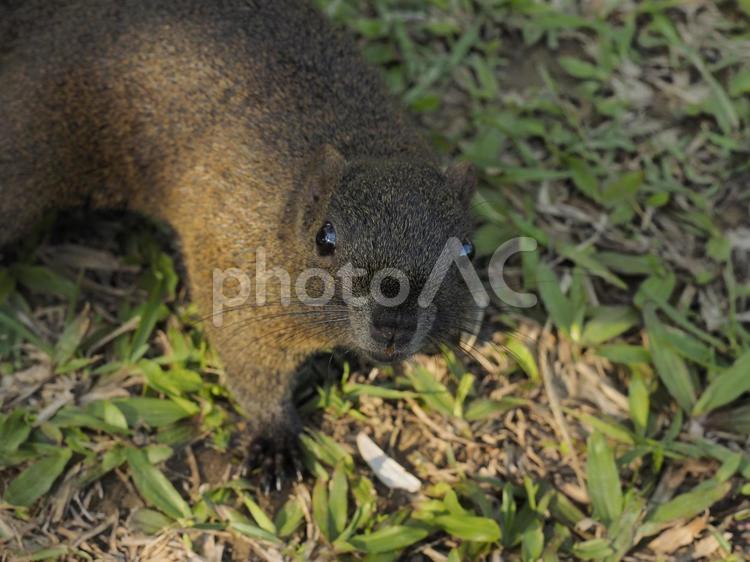 こちらを見上げるタイワンリスのアップ