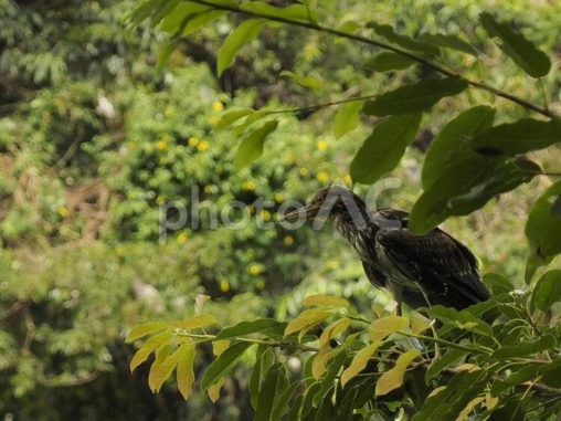 サギの幼鳥（台湾）