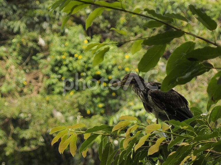 サギの幼鳥（台湾）