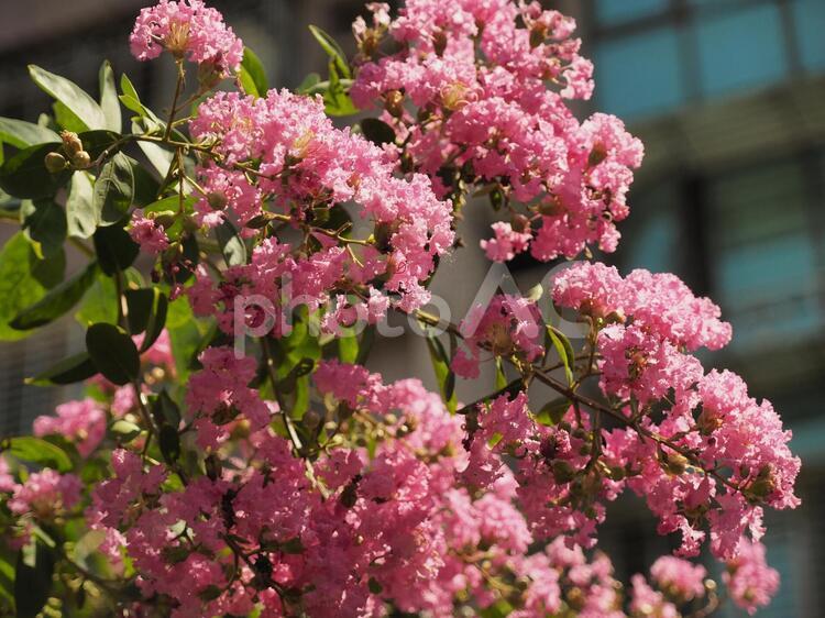 サルスベリ（百日紅）台湾