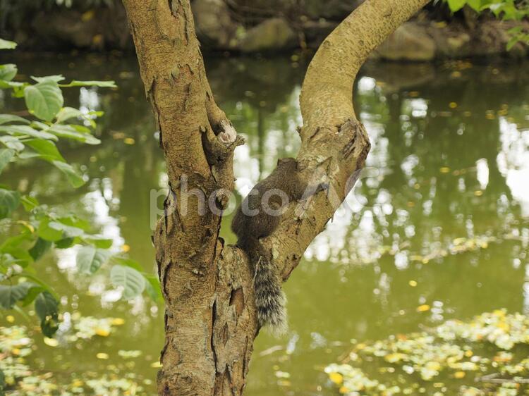 タイワンリスが木に抱きついている後ろ姿