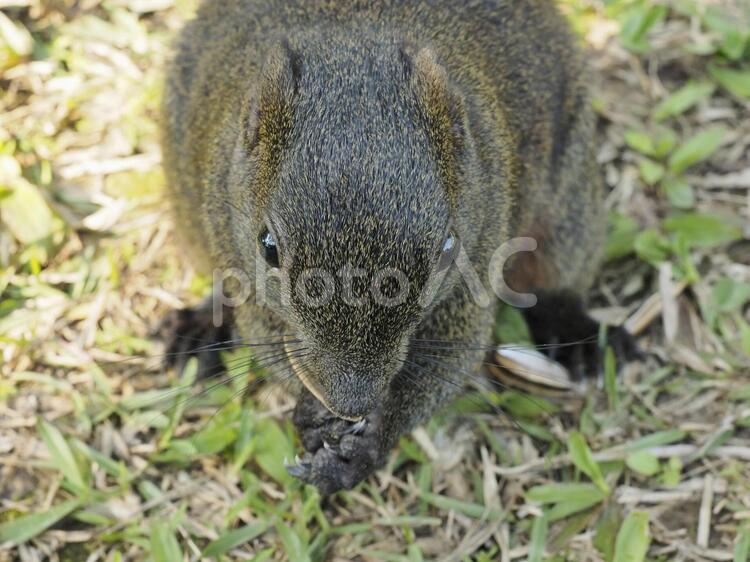 タイワンリスの正面ドアップ