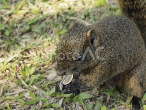 タイワンリスの食事アップ