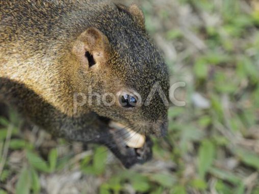 タイワンリスの食事ドアップ