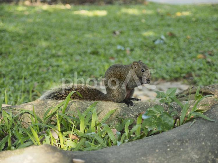 タイワンリス食事中