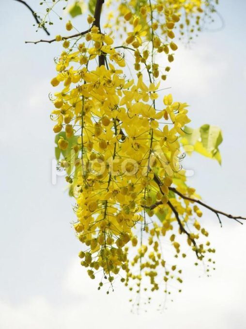 ナンバンサイカチ（阿勃勒）台湾