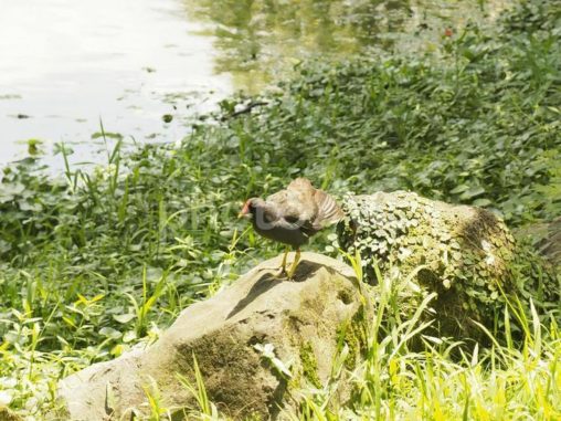 バン（紅冠水雞）池のほとりで日光浴