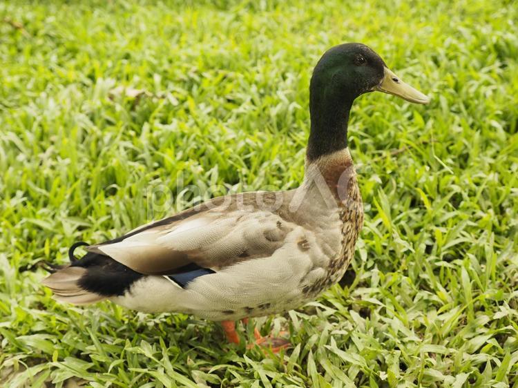 マガモ（中国語名,綠頭鴨、台湾で撮影）