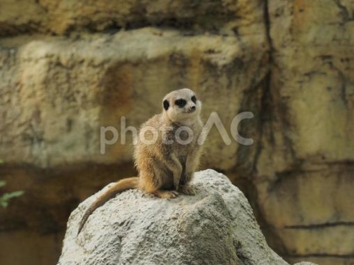 ミーアキャット