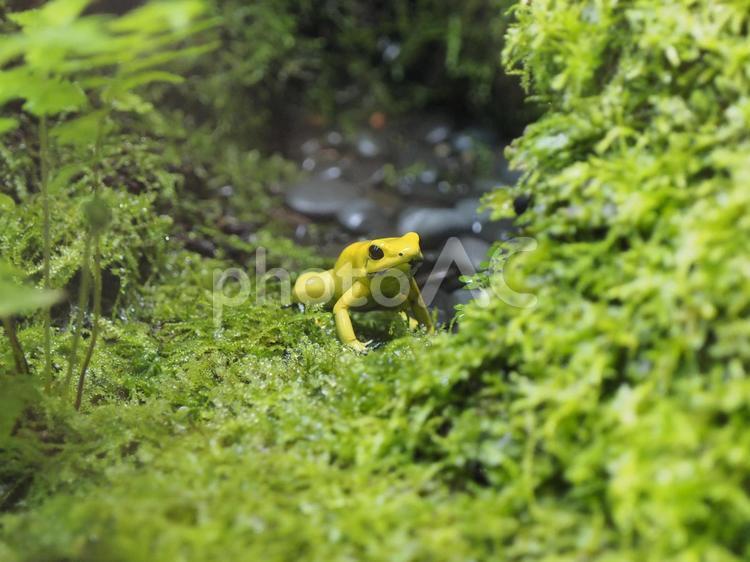 モウドクフキヤガエル