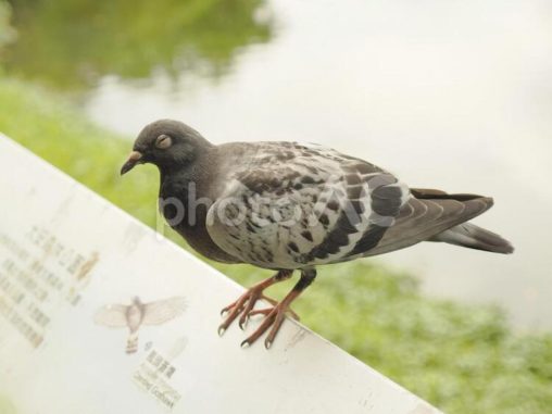 今にも眠りそうなハト