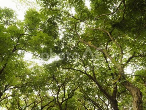 台湾の公園、樹林から見上げた風景