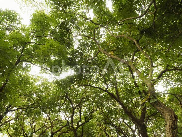 台湾の公園、樹林から見上げた風景