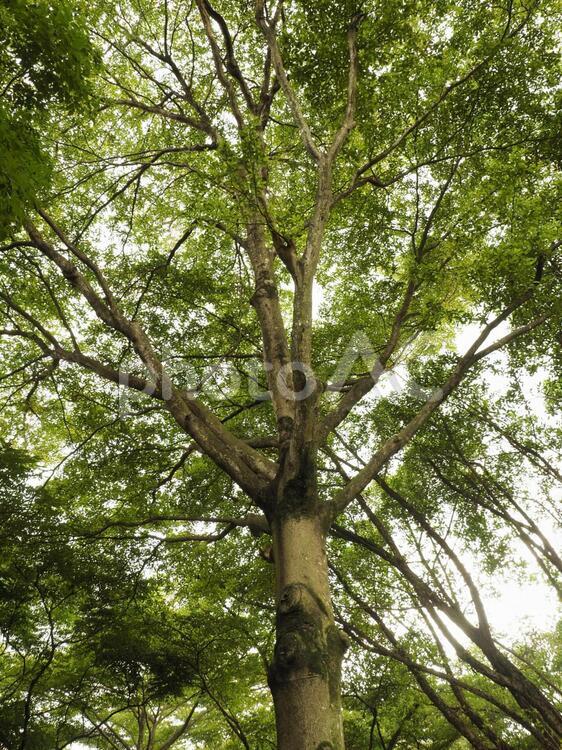 台湾の公園、樹林から見上げた風景
