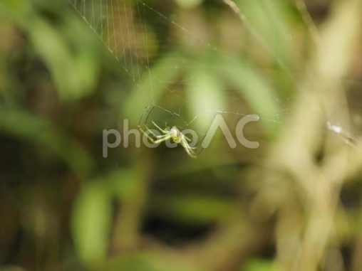 台湾の小さなクモ