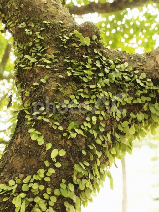 台湾の木、幹に別の植物が共存