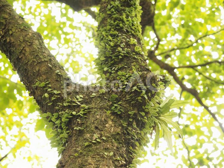 台湾の木、幹に別の植物が共存
