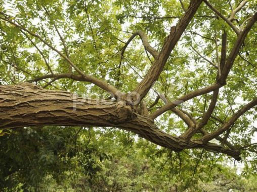 台湾の木の太い木の枝