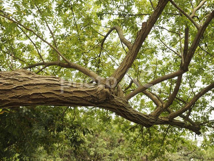 台湾の木の太い木の枝