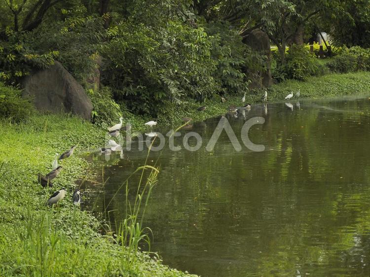 台湾の水辺で休む水鳥