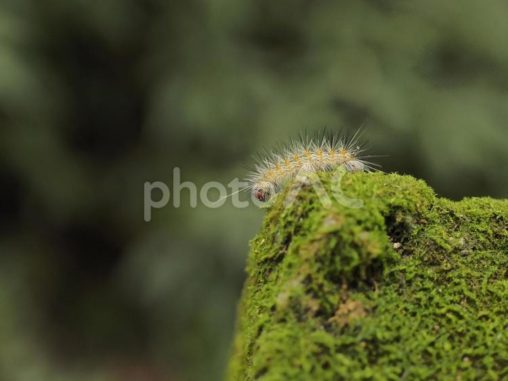 台湾新北市の銀河洞に生息する幼虫（毛虫）