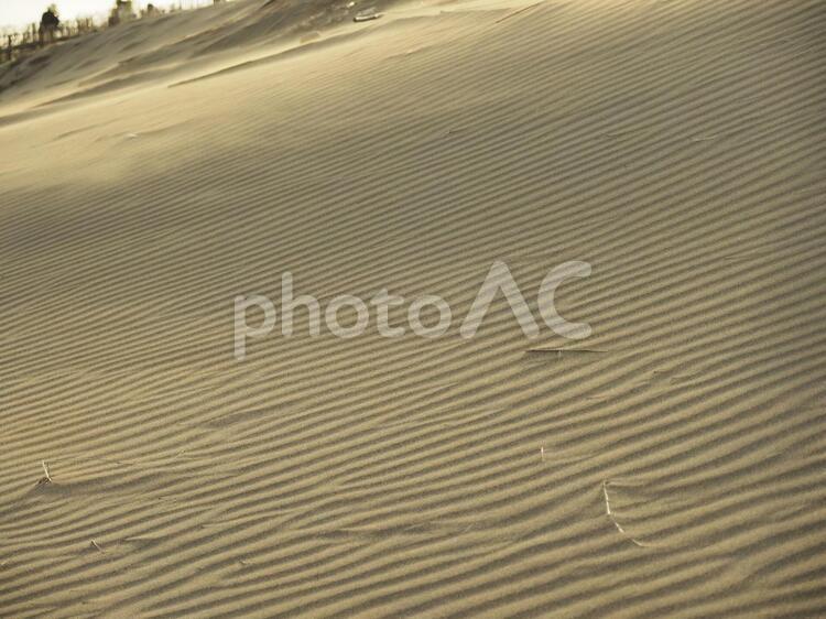 台湾桃園の觀音草漯沙丘