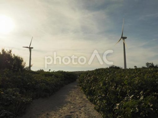 台湾桃園の觀音草漯沙丘