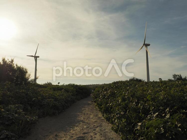 台湾桃園の觀音草漯沙丘