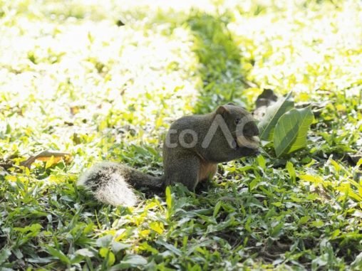 地上で食事するタイワンリス