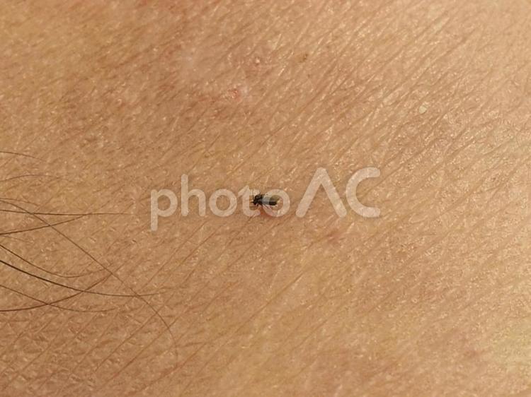 小黑蚊（台湾の血を吸う虫）