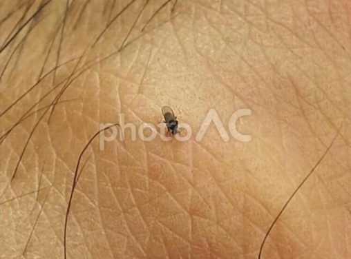 小黑蚊（台湾の血を吸う虫）