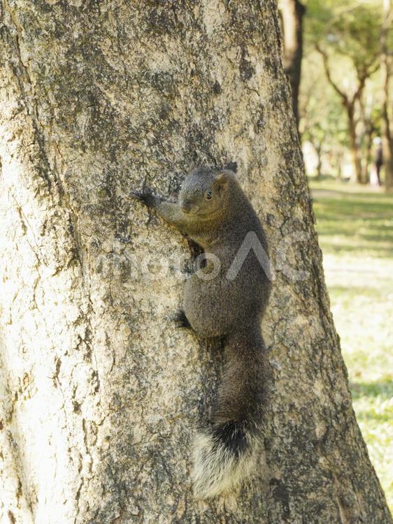 木に登ってふりむいたタイワンリス