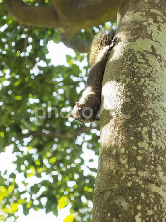 木の上からこちらを観察するタイワンリス