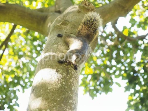 木の上からこちらを警戒するタイワンリス