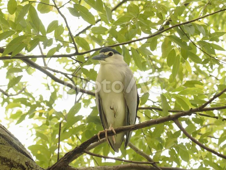 木の上で休むゴイサギ(中国語名,夜鷺)