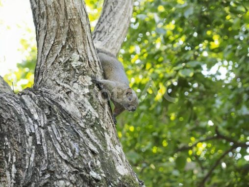 木の上で警戒下を警戒するタイワンリス