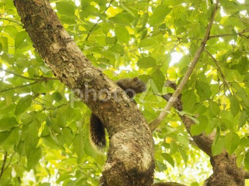 木の上のタイワンリス