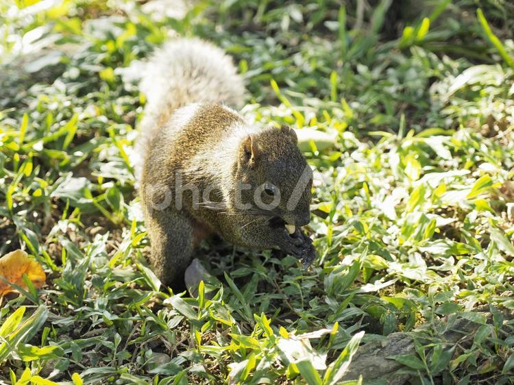 木漏れ日の中のタイワンリス