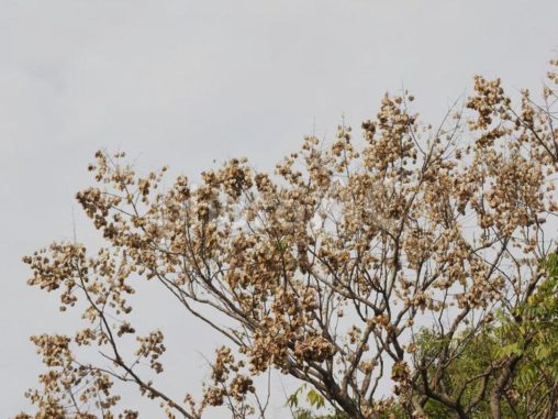 枯れたタイワンモクゲンジ