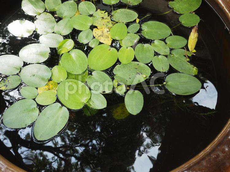 水瓶の水面と葉っぱ