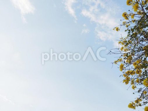 青空とコガネノウゼン