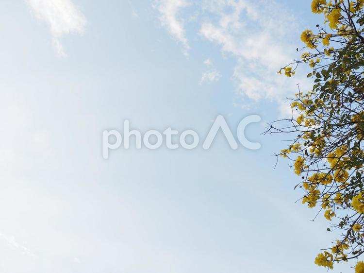 青空とコガネノウゼン