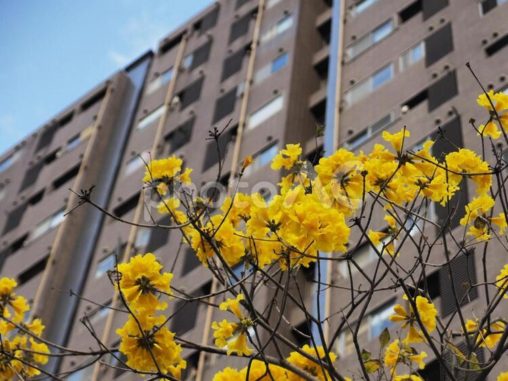 青空とビルとコガネノウゼン