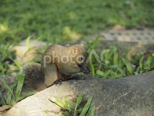 食事中のタイワンリス斜めアングル