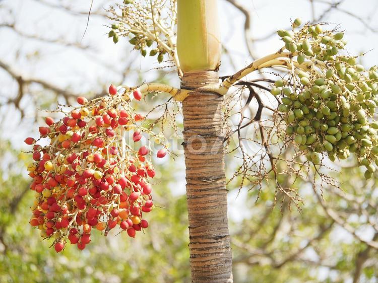 ビンロウの赤い実と緑の実