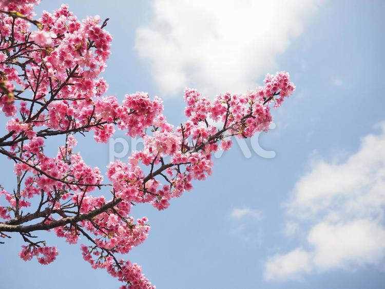 沖縄のサクラ、緋寒桜（ヒカン）、寒緋桜（カンヒ）